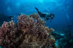 研究：地下水污染澳大利亚大堡礁，污染物达到“前所未有程度”图片