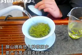 30秒｜2024年第一缕茶香来了！四川宜宾屏山早春茶开园采摘图片