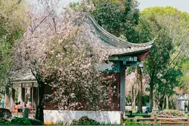 东南亚游客爱上赴昆赏花图片