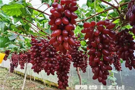 禄劝葡萄香飘千里！科技兴农开出“致富花”图片