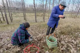 冬闲人不闲 种“草”能挣钱图片