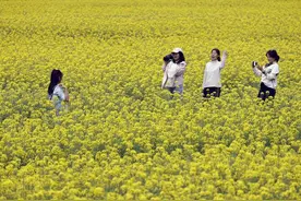 这是我国第一首专门唱油菜花的歌图片