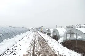 大雪压垮种植大棚 保险公司及时上门理赔图片