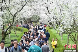 武汉大学举办高中生赏樱专场图片