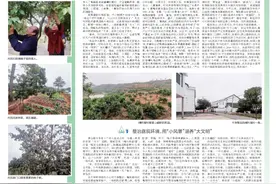 衡南：房前屋后“方寸间”，乡村振兴“聚宝盆”图片