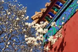 北方的春要按捺不住啦！北京这些地方将“花开成海”图片