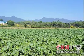 5G+云赋能广西梧州粤港澳大湾区“菜篮子”生产基地图片