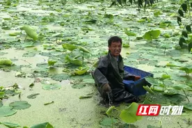 南县明山头镇：小藕尖撬动村民致富路图片