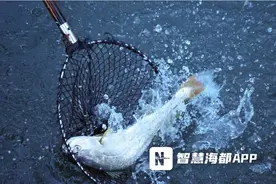 连江“海上牧场”迎来丰收，40万条大黄鱼成熟上市图片