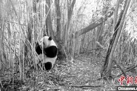 四川汶川：红外相机拍到大熊猫等多种野生动物影像图片
