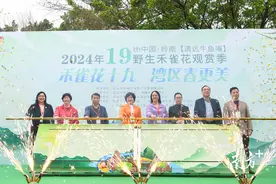 第19届中国·岭南（清远牛鱼嘴）野生禾雀花观赏季启动图片