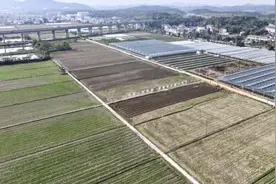 江西庐山市：秋收冬种接力忙 “稻油”轮作助增收图片