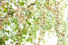 提醒！路边的银杏果，别捡、别摘、别生吃！图片