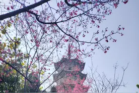 春光无限好 赏樱正其时图片