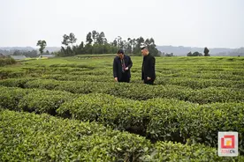 荣县双古镇春茶成绩单：采摘独芽鲜叶100余万斤 入账1.2亿元图片
