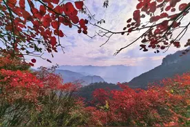 共绘巫山红叶盛景 ｜ 华为Mate70红枫原色影像见证自然之美图片