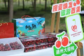 樱桃树下扎帐篷！来北京“樱桃之乡”邂逅初夏限定美好图片