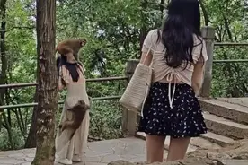 骑头抱臀掀裙底，女游客被黔灵山猴群袭击吓到尖叫，景区回应……图片