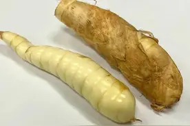 长得像姜，“比鸡腿还好吃”！这个小众食材火了图片