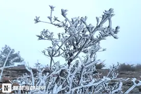 就在福州这里！绝美雾凇“上岗营业”图片