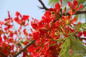 【畅游云南·春赏热谷之花】凤凰花开的季节图片