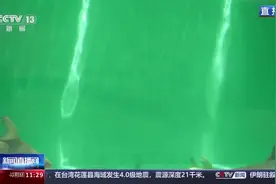 中华鲟增殖放流即将开始，“达标鱼”排队体检中图片