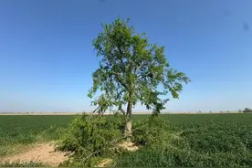 “孤独的树”打开的窗口，不能再关上图片