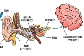 为什么我摘下眼镜，就听不清别人说话了？图片