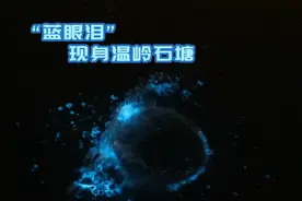“蓝眼泪”现身温岭石塘图片