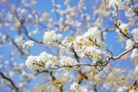 【春城赏花季】千亩梨园醉游人！呈贡区第十三届“万溪梨花节”启幕图片