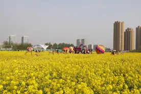 石家庄桥西区：油菜花海成春日“打卡地”图片