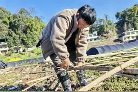 摸索羊肚菌种植经验 让“冬闲田”变“增收田”图片