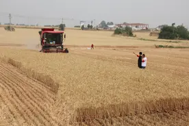 志愿者助农收麦忙图片
