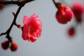 石家庄市城区道路沿线赏花地图请收好！特色春花街道可不少图片