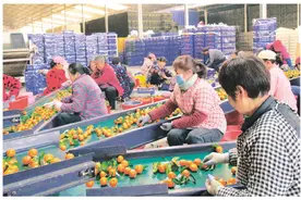 恭城砂糖桔开启节前“旺销模式”图片