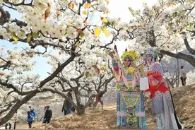 “春赏花、秋品梨”，泰安古梨园邀您春季赏“雪”图片
