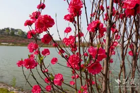 西塞山区用一朵“桃花”遇见黄石文旅春天图片