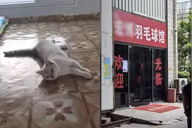 男子被流浪猫绊倒投喂者赔24万案改判！涉事羽球馆担责八成图片