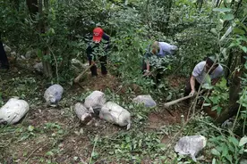保康：生态种植 林下生“金”图片
