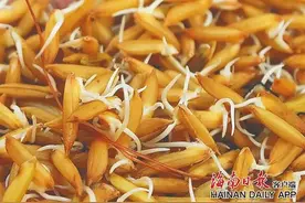 8000粒“太空种子”在三亚“下地”图片