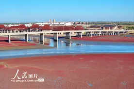 辽宁盘锦：碱蓬铺岸 滩涂霞染图片