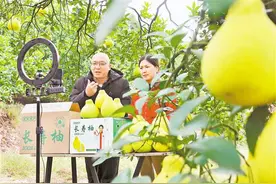 重庆地产柚如何“出圈”图片