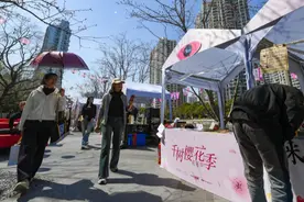 春天共舞、樱花为伴，天安千树樱花季活动启动图片