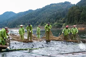 锦屏县：生态鱼“游热”大湾区市场 生态养殖受青睐图片