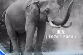 再见，宝龙！陪伴无数广州人长大的那只大象走了图片
