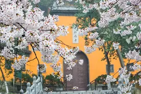 南京本周后期樱花初开放，下周中后期迎来最佳观赏期图片