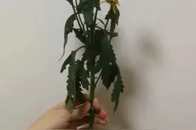 买回家的菊花，可以直接扦插保留下来吗？丨园艺“门诊”图片