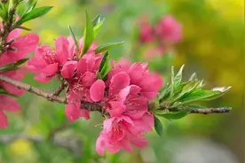 艺术活化乡村 山东沂源第三十届汇泉桃花节开幕图片
