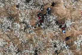 梨花为媒激活“赏花经济”图片