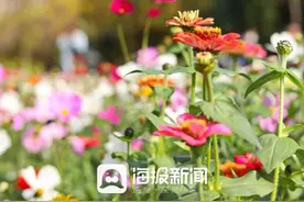 众拍 | 绝美！好大一片花海！日照这里美出天际~图片